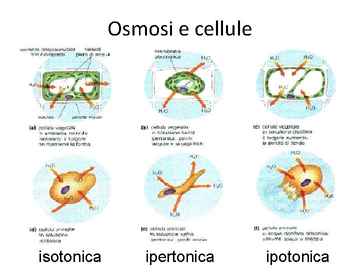 Osmosi e cellule isotonica ipertonica ipotonica Osmosi e cellule isotonica ipertonica ipotonica