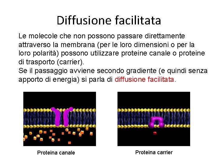 Diffusione facilitata Le molecole che non possono passare direttamente attraverso la membrana (per le Diffusione facilitata Le molecole che non possono passare direttamente attraverso la membrana (per le
