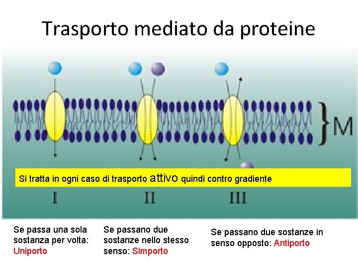 Trasporto mediato da proteine Si tratta in ogni caso di trasporto attivo quindi contro Trasporto mediato da proteine Si tratta in ogni caso di trasporto attivo quindi contro