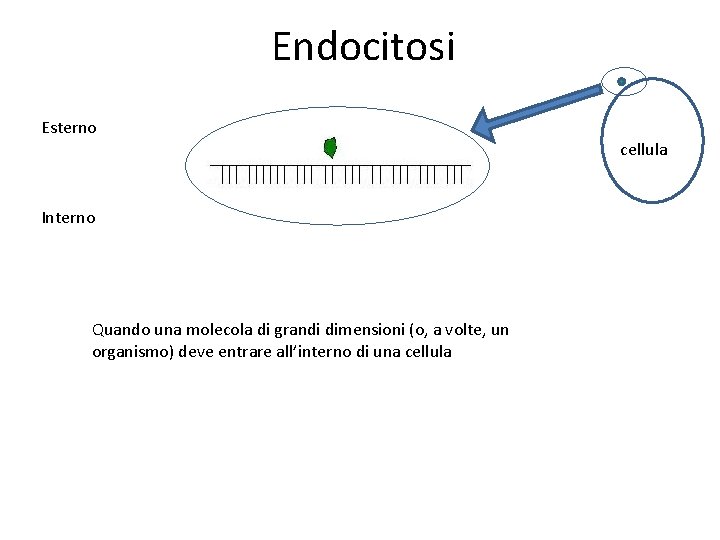 Endocitosi Esterno cellula Interno Quando una molecola di grandi dimensioni (o, a volte, un Endocitosi Esterno cellula Interno Quando una molecola di grandi dimensioni (o, a volte, un