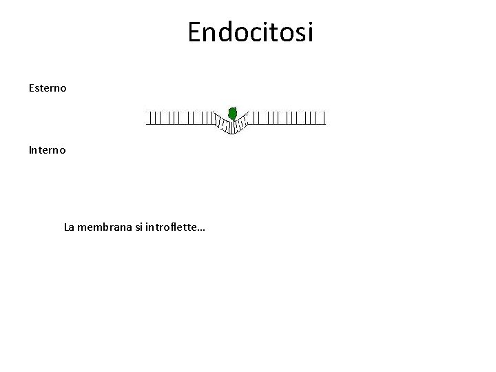 Endocitosi Esterno Interno La membrana si introflette… Endocitosi Esterno Interno La membrana si introflette…
