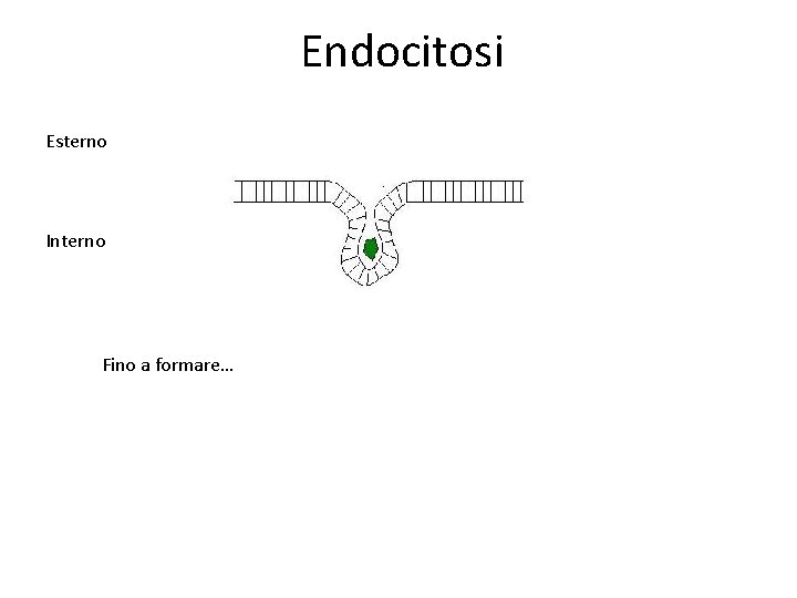 Endocitosi Esterno Interno Fino a formare… Endocitosi Esterno Interno Fino a formare…