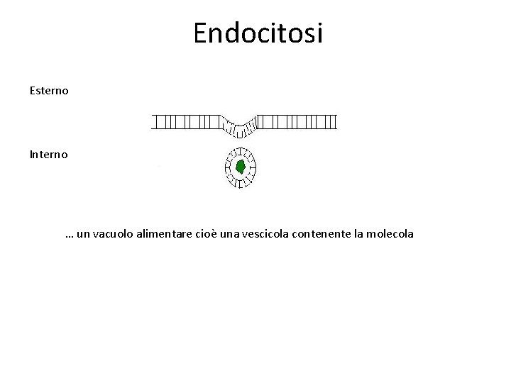 Endocitosi Esterno Interno … un vacuolo alimentare cioè una vescicola contenente la molecola Endocitosi Esterno Interno … un vacuolo alimentare cioè una vescicola contenente la molecola