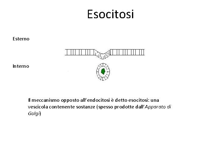 Esocitosi Esterno Interno Il meccanismo opposto all’endocitosi è detto esocitosi: una vescicola contenente sostanze Esocitosi Esterno Interno Il meccanismo opposto all’endocitosi è detto esocitosi: una vescicola contenente sostanze