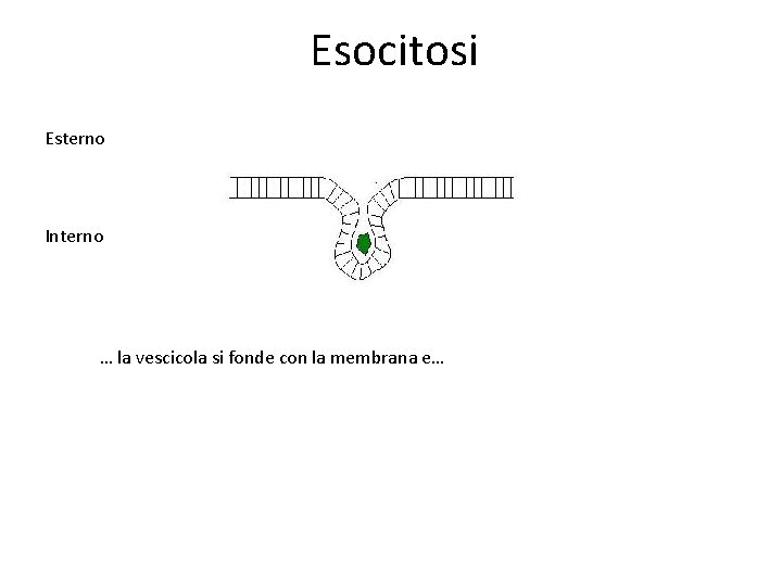 Esocitosi Esterno Interno … la vescicola si fonde con la membrana e… Esocitosi Esterno Interno … la vescicola si fonde con la membrana e…