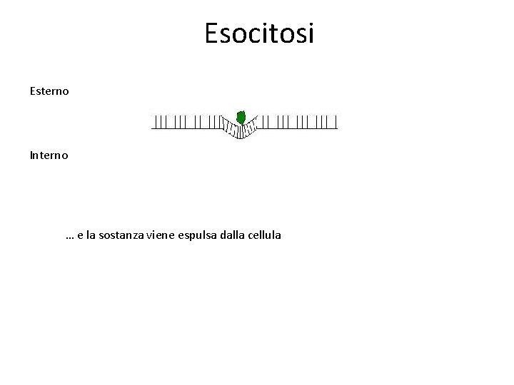 Esocitosi Esterno Interno … e la sostanza viene espulsa dalla cellula Esocitosi Esterno Interno … e la sostanza viene espulsa dalla cellula