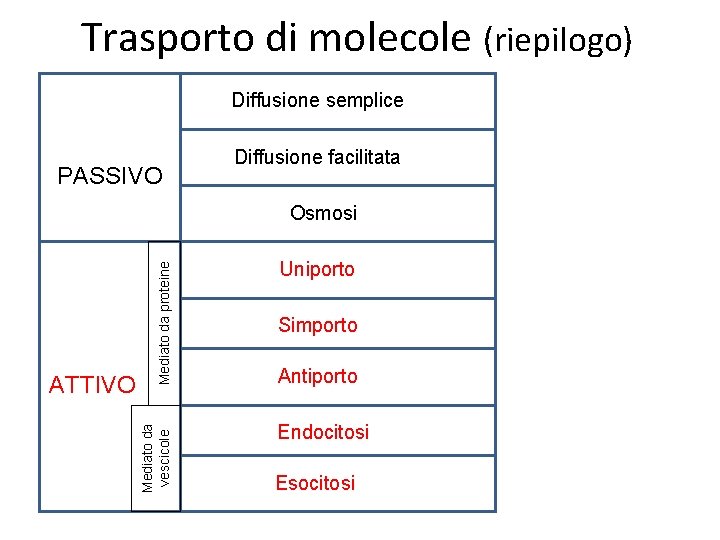 Trasporto di molecole (riepilogo) Diffusione semplice PASSIVO Diffusione facilitata Mediato da vescicole ATTIVO Mediato Trasporto di molecole (riepilogo) Diffusione semplice PASSIVO Diffusione facilitata Mediato da vescicole ATTIVO Mediato