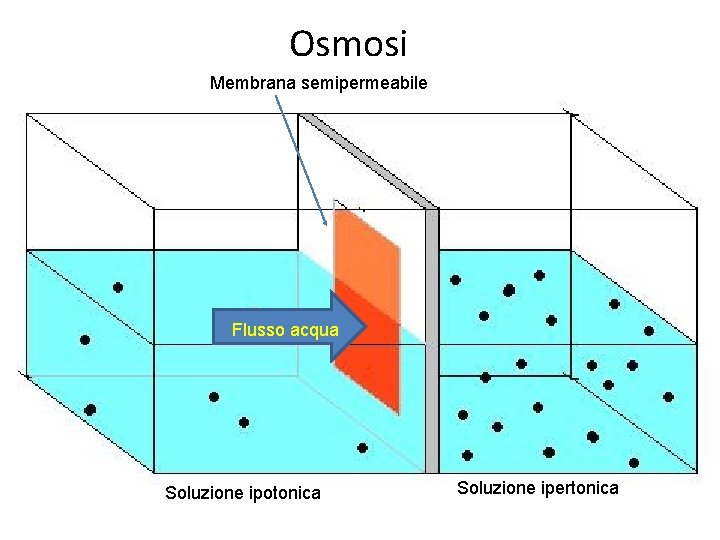 Osmosi Membrana semipermeabile Flusso acqua Soluzione ipotonica Soluzione ipertonica Osmosi Membrana semipermeabile Flusso acqua Soluzione ipotonica Soluzione ipertonica