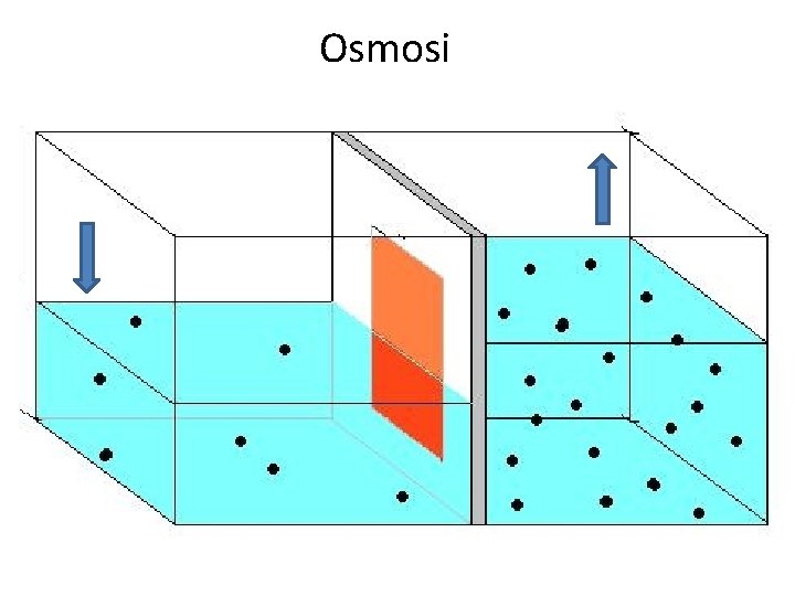 Osmosi Osmosi