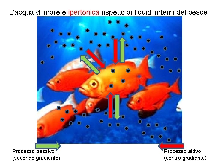 L’acqua di mare è ipertonica rispetto ai liquidi interni del pesce Processo passivo (secondo L’acqua di mare è ipertonica rispetto ai liquidi interni del pesce Processo passivo (secondo