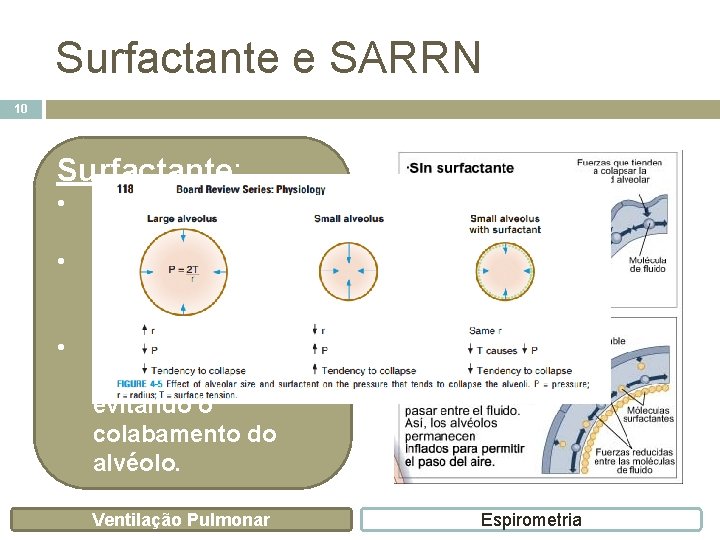 Surfactante e SARRN 10 Surfactante: • • • Secretado pelos pneumócitos II. Mistura complexa