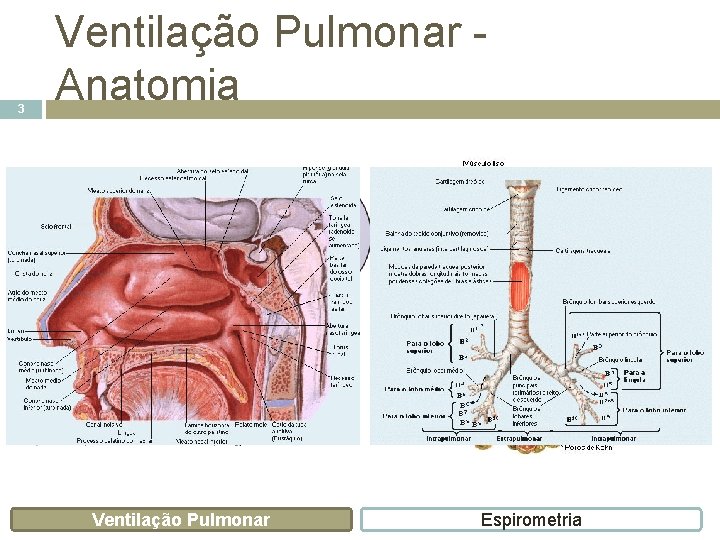 3 Ventilação Pulmonar Anatomia Ventilação Pulmonar Espirometria 