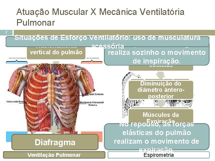 Atuação Muscular X Mecânica Ventilatória Pulmonar 7 Situações de Esforço Ventilatório: uso de musculatura