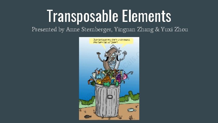 Transposable Elements Presented by Anne Sternberger, Yingnan Zhang & Yuxi Zhou 