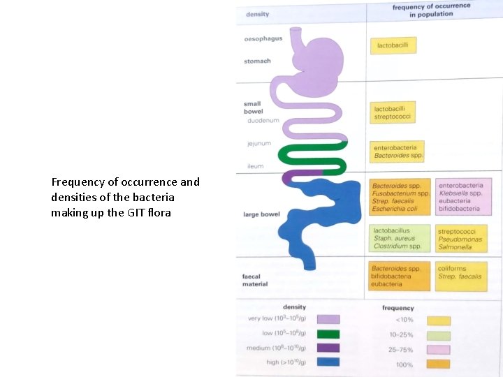 Frequency of occurrence and densities of the bacteria making up the GIT flora 