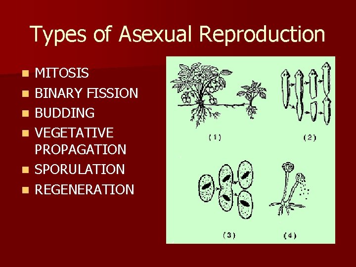 Types of Asexual Reproduction n n n MITOSIS BINARY FISSION BUDDING VEGETATIVE PROPAGATION SPORULATION