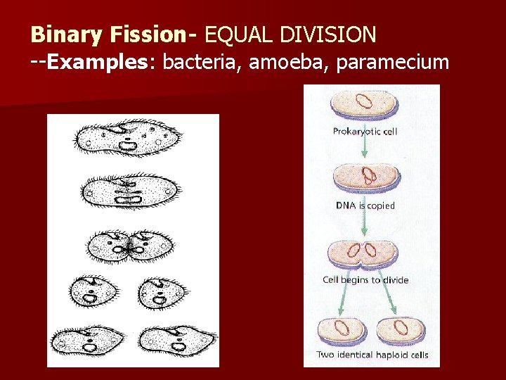 Binary Fission- EQUAL DIVISION --Examples: bacteria, amoeba, paramecium 