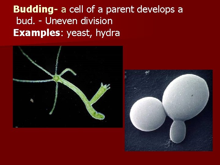 Budding- a cell of a parent develops a bud. - Uneven division Examples: yeast,