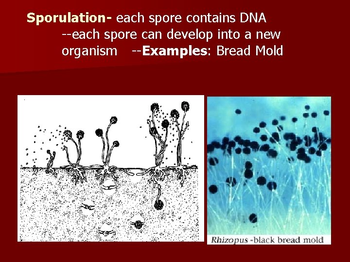 Sporulation- each spore contains DNA --each spore can develop into a new organism --Examples: