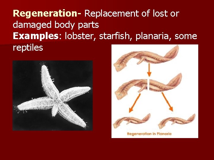 Regeneration- Replacement of lost or damaged body parts Examples: lobster, starfish, planaria, some reptiles