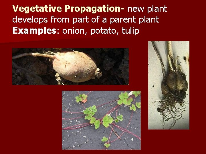 Vegetative Propagation- new plant develops from part of a parent plant Examples: onion, potato,