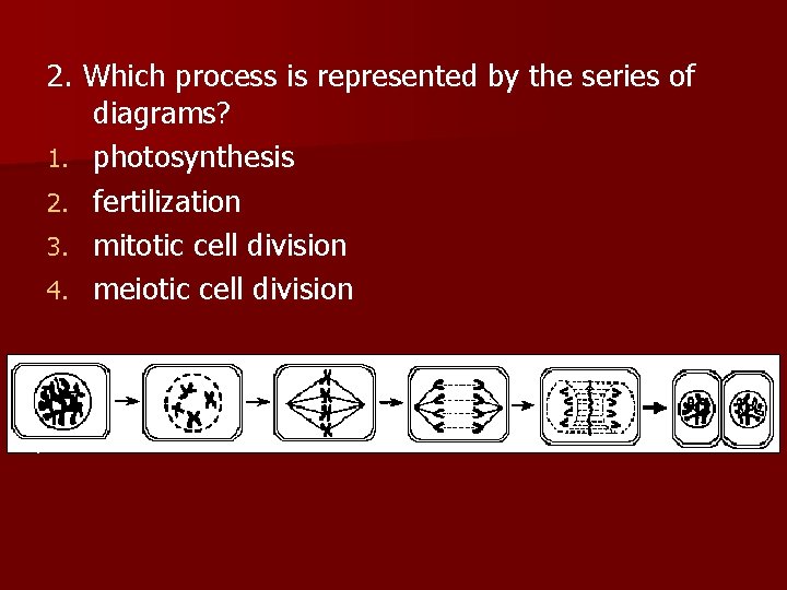 2. Which process is represented by the series of diagrams? 1. photosynthesis 2. fertilization