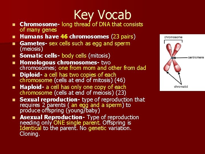 n n n n n Key Vocab Chromosome- long thread of DNA that consists