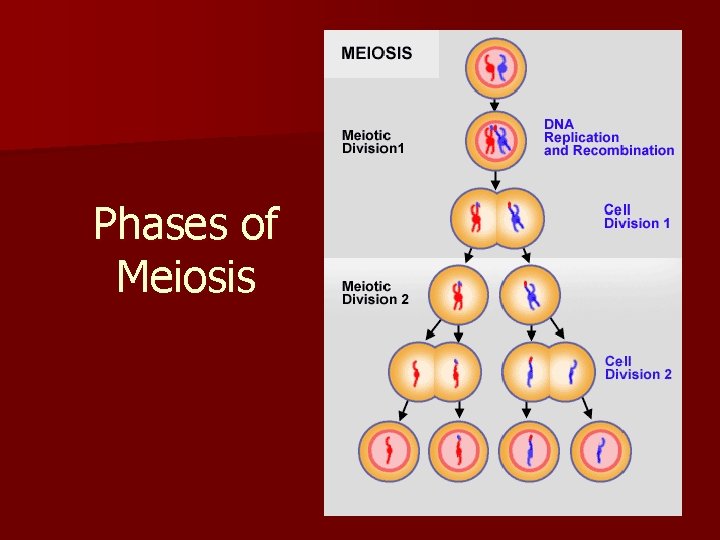 Phases of Meiosis 