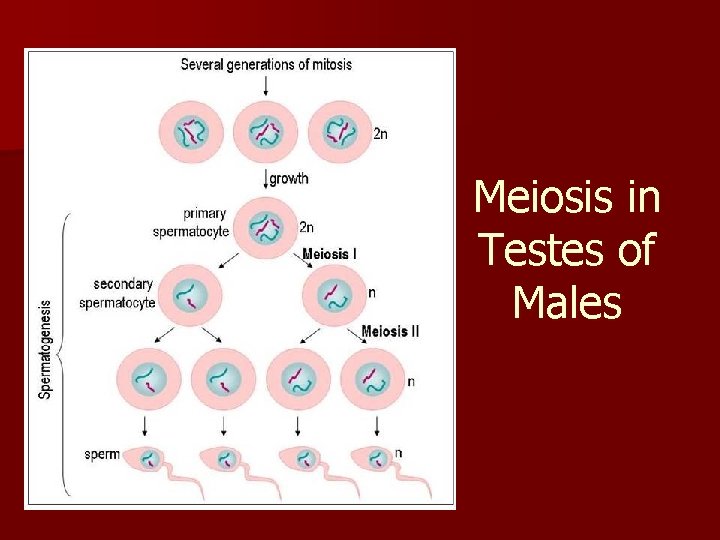 Meiosis in Testes of Males 