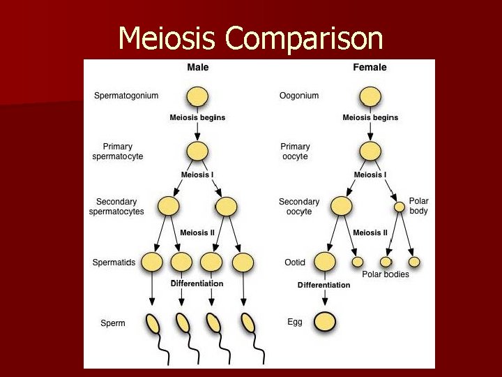 Meiosis Comparison 