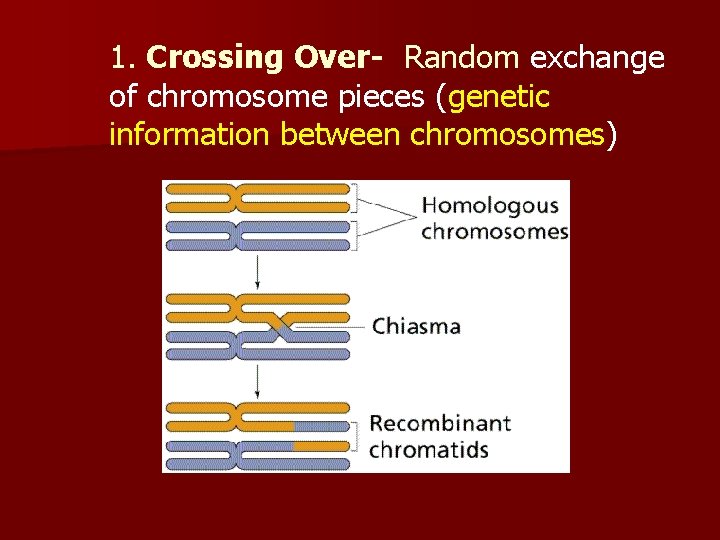 1. Crossing Over- Random exchange of chromosome pieces (genetic information between chromosomes) 