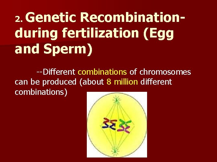 2. Genetic Recombinationduring fertilization (Egg and Sperm) --Different combinations of chromosomes can be produced