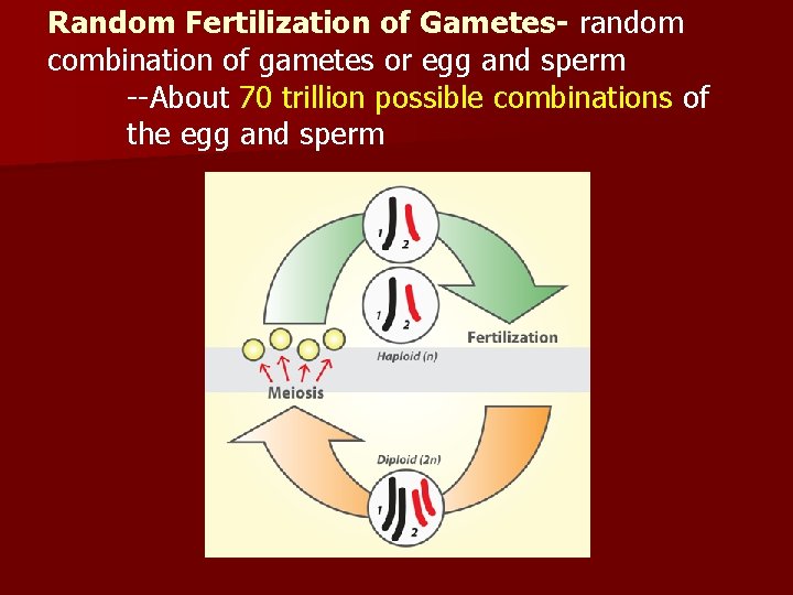 Random Fertilization of Gametes- random combination of gametes or egg and sperm --About 70