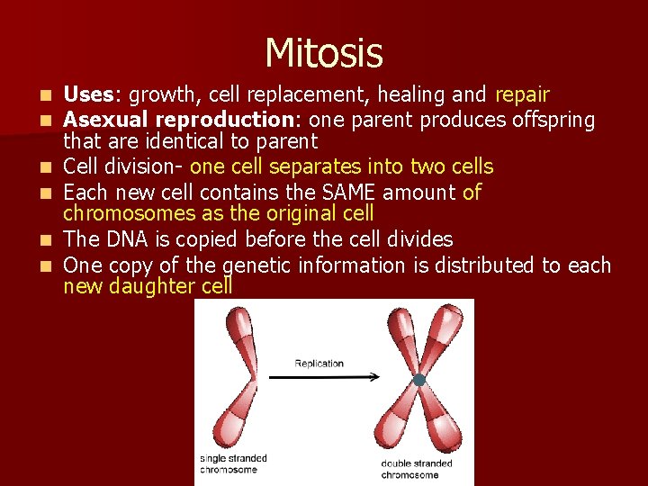 Mitosis n n n Uses: growth, cell replacement, healing and repair Asexual reproduction: one