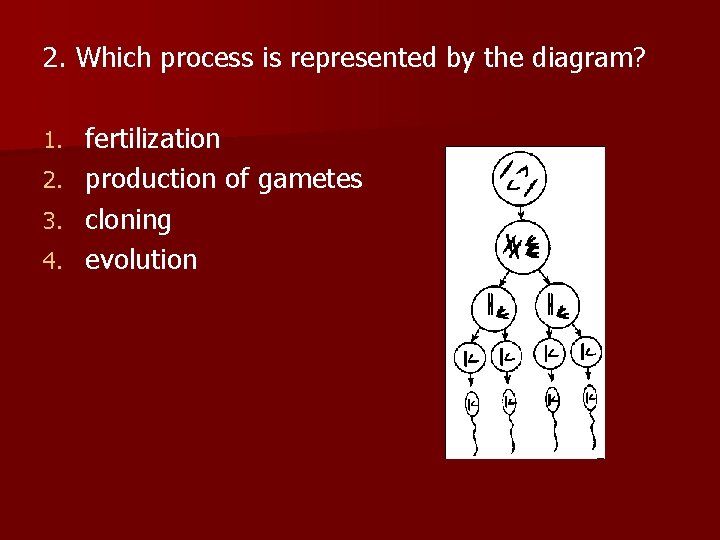 2. Which process is represented by the diagram? fertilization 2. production of gametes 3.