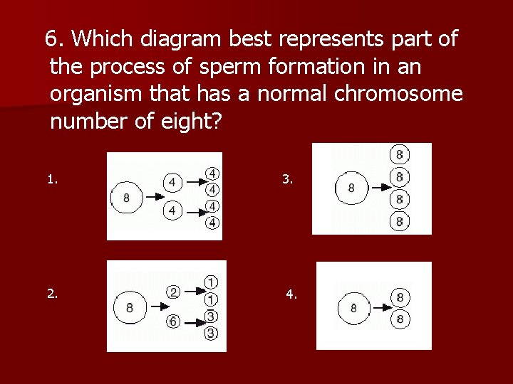  6. Which diagram best represents part of the process of sperm formation in