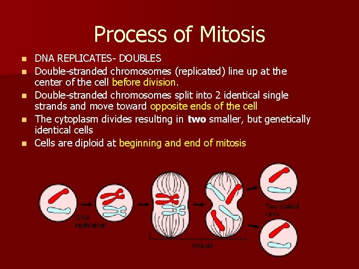 Process of Mitosis n n n DNA REPLICATES- DOUBLES Double-stranded chromosomes (replicated) line up