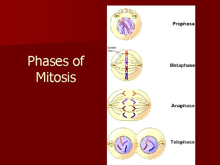 Phases of Mitosis 