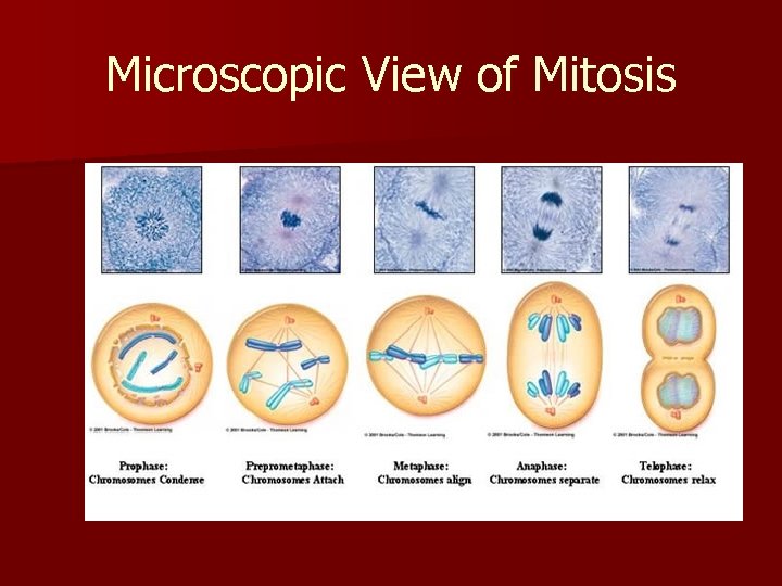 Microscopic View of Mitosis 