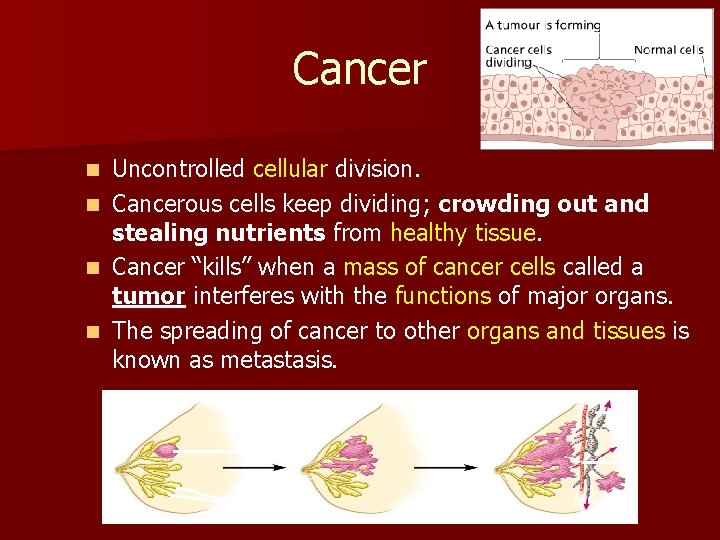 Cancer n n Uncontrolled cellular division. Cancerous cells keep dividing; crowding out and stealing