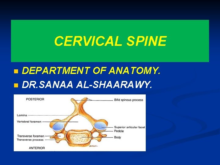 CERVICAL SPINE n n DEPARTMENT OF ANATOMY. DR. SANAA AL-SHAARAWY. 