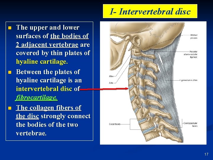 I- Intervertebral disc n n n The upper and lower surfaces of the bodies