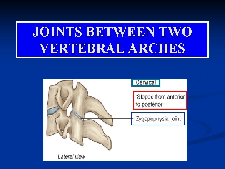 JOINTS BETWEEN TWO VERTEBRAL ARCHES 