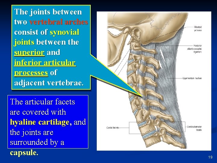 The joints between two vertebral arches consist of synovial joints between the superior and