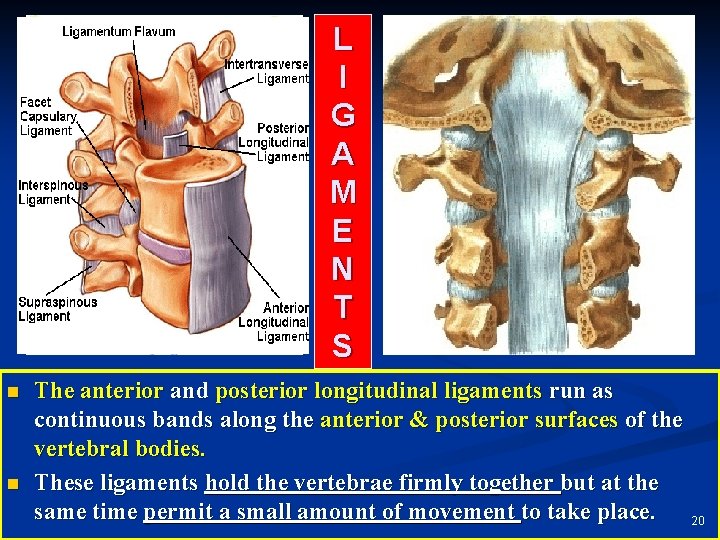 L I G A M E N T S n n The anterior and