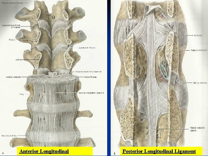 Anterior Longitudinal Posterior Longitudinal Ligament 