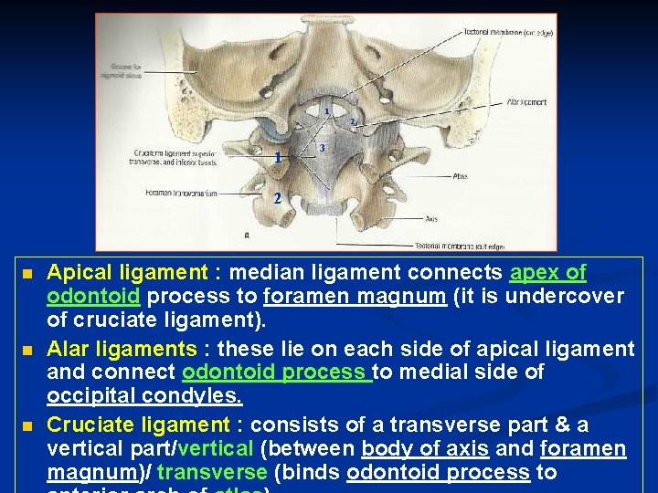 1 2 1 3 2 n n n Apical ligament : median ligament connects