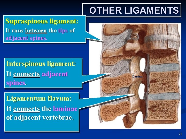 OTHER LIGAMENTS Supraspinous ligament: It runs between the tips of adjacent spines. Interspinous ligament: