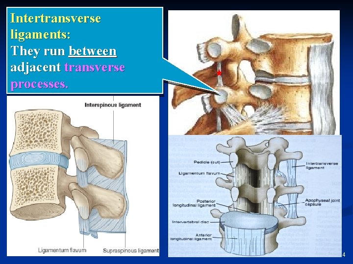 Intertransverse ligaments: They run between adjacent transverse processes. 24 