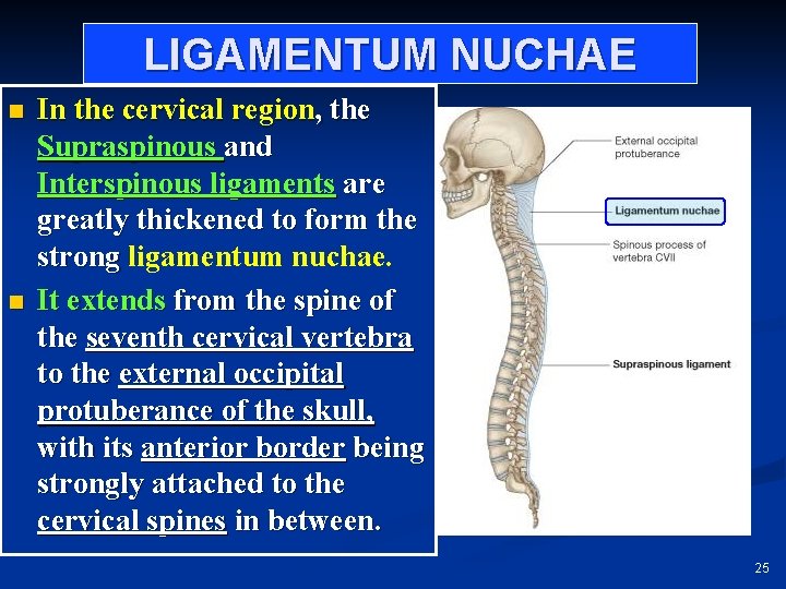 LIGAMENTUM NUCHAE n n In the cervical region, the Supraspinous and Interspinous ligaments are